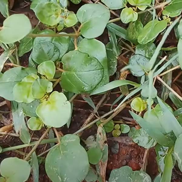 Mookirattai Keerai Benefits in Tamil